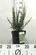 Planten Cytisus 'Luna'   pot   40 60 cm