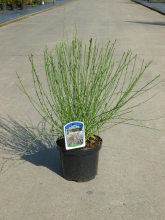 Planten Cytisus 'Moyclare Pink'   pot   40 60 cm