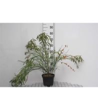 Planten Cytisus 'Palette'   pot   40 60 cm