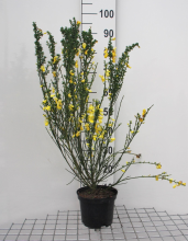 Planten Cytisus scoparius   pot   40 60 cm  