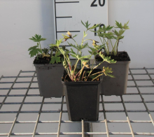 Planten Delphinium 'Bellamosum'   pot 9x9 cm