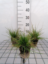 Planten Deschampsia cespitosa   biopot diameter 8 cm