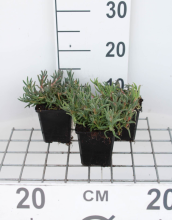 Planten Delosperma cooperi   pot 9x9 cm  