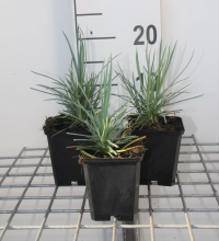 Planten Dianthus 'Doris'   pot 9x9 cm