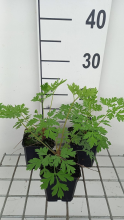 Planten Dicentra formosa   pot 9x9 cm