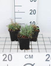 Planten Dianthus gratianopolitanus   pot 9x9 cm  