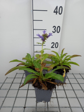 Planten Digitalis parviflora   pot 9x9 cm  