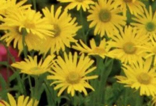 Planten Doronicum orientale 'Magnificum'   pot 9x9 cm  