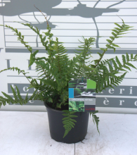 Planten Dryopteris affinis   pot 2L  