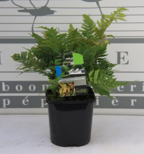 Planten Dryopteris erythrosora   pot 2L  
