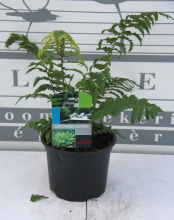 Planten Dryopteris filix mas   pot 2L