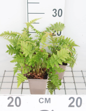 Planten Dryopteris filix mas   pot 9x9 cm  