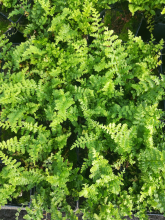 Planten Dryopteris filix mas 'Barnesii'   pot 9x9 cm