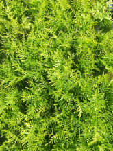 Planten Dryopteris filix mas 'Linearis Polydactyla'   pot 9x9 cm  
