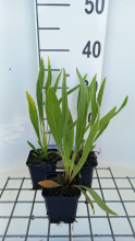 Planten Echinacea paradoxa   pot 9x9 cm