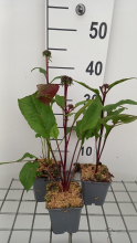 Planten Echinacea purpurea 'Fatal Attraction'   pot 9x9 cm  