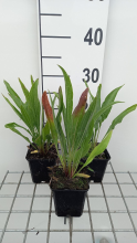 Planten Echinacea pallida 'Hula Dancer'   pot 9x9 cm  