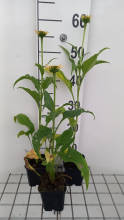 Planten Echinacea 'Harvest Moon'   pot 9x9 cm  