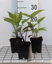 Planten Echinacea purpurea 'Leuchtstern'   pot 9x9 cm