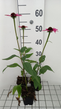 Planten Echinacea purpurea 'Little Magnus'   pot 9x9 cm  