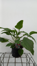 Planten Echinacea purpurea 'Magnus'   pot 2L  