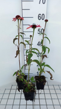 Planten Echinacea 'Sundown'   pot 9x9 cm