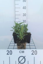 Planten Echinacea 'Tomato Soup'   pot 9x9 cm  