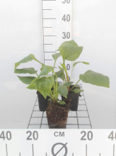 Planten Echinacea purpurea   Zonnehoed   pot 9x9 cm  