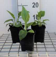 Planten Echinacea purpurea 'White Swan'   pot 9x9 cm  