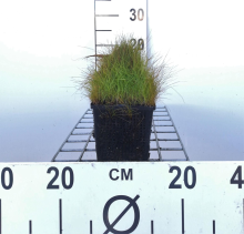 Planten Eleocharis acicularis   pot 11x11 cm