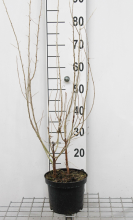 Planten Elaeagnus angustifolia   pot   60 80 cm