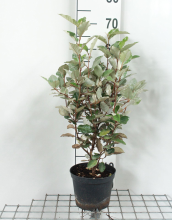Planten Elaeagnus x ebbingei   pot   40 60 cm  