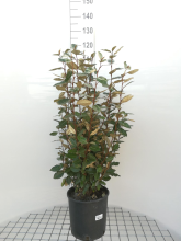 Planten Elaeagnus x ebbingei   pot 10L   80 100 cm