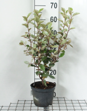 Planten Elaeagnus x ebbingei 'Compacta'   pot   40 50 cm