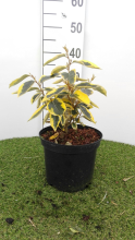 Planten Elaeagnus x ebbingei 'Gilt Edge'   pot   30 40 cm