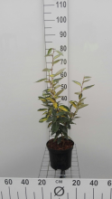 Planten Elaeagnus x ebbingei 'Limelight'   pot   30 40 cm  