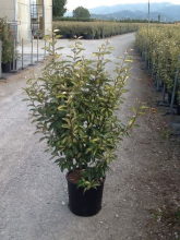 Planten Elaeagnus x ebbingei 'Limelight'   pot 18L   100 125 cm