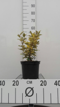Planten Elaeagnus x ebbingei 'Viveleg' (Chalef)   pot   30 40 cm