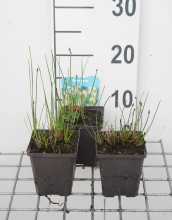 Planten Eleocharis palustris   pot 9x9 cm  