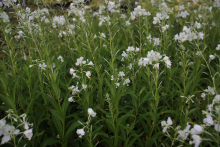 Planten Epilobium angustifolium 'Album'   pot 9x9 cm