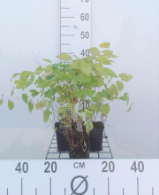 Planten Epimedium pinnatum subsp. Colchicum   pot 9x9 cm  