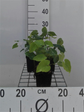 Planten Epimedium x perralchicum 'Frohnleiten'   pot 9x9 cm  