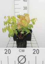 Planten Epimedium x versicolor 'Sulphureum'   pot 9x9 cm  