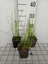 Planten Equisetum fluviatile   pot 9x9 cm  