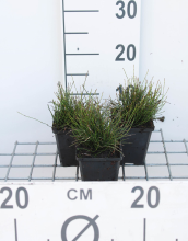 Planten Equisetum scirpoides   pot 9x9 cm