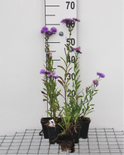 Planten Erigeron 'Azure Beauty'   pot 9x9 cm  