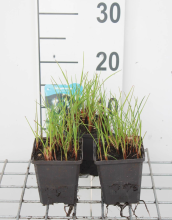 Planten Eriophorum angustifolium   pot 9x9 cm  
