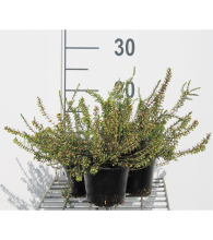 Planten Erica carnea   roze   pot diameter 10,5 cm   10 12 cm  