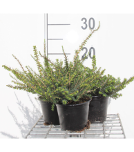 Planten Erica x darleyensis 'Kramer's Rote'   pot diameter 10,5 cm   10 12 cm  