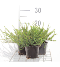Planten Erica x darleyensis 'Ghost Hills'   pot diameter 10,5 cm   10 12 cm  